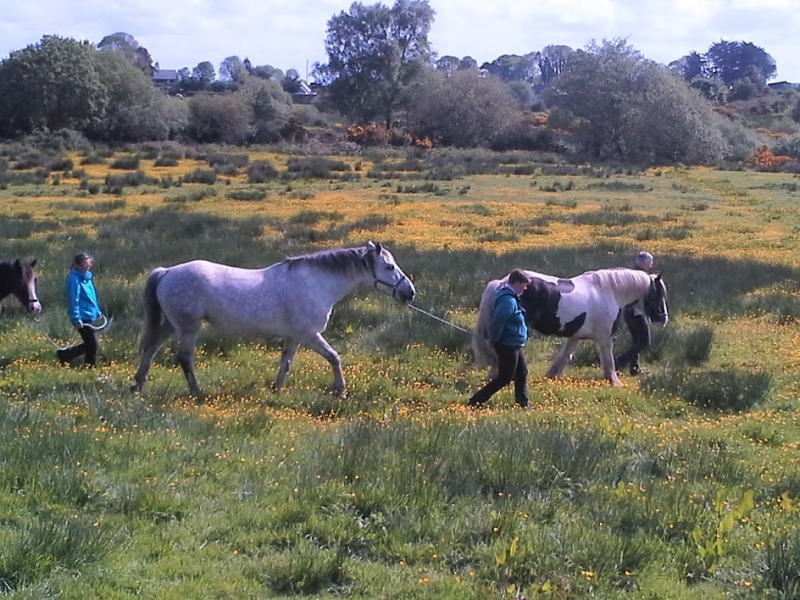 Equestrian Vacation in Ireland CASTLES AND MONASTIC RUINS Cap Rando